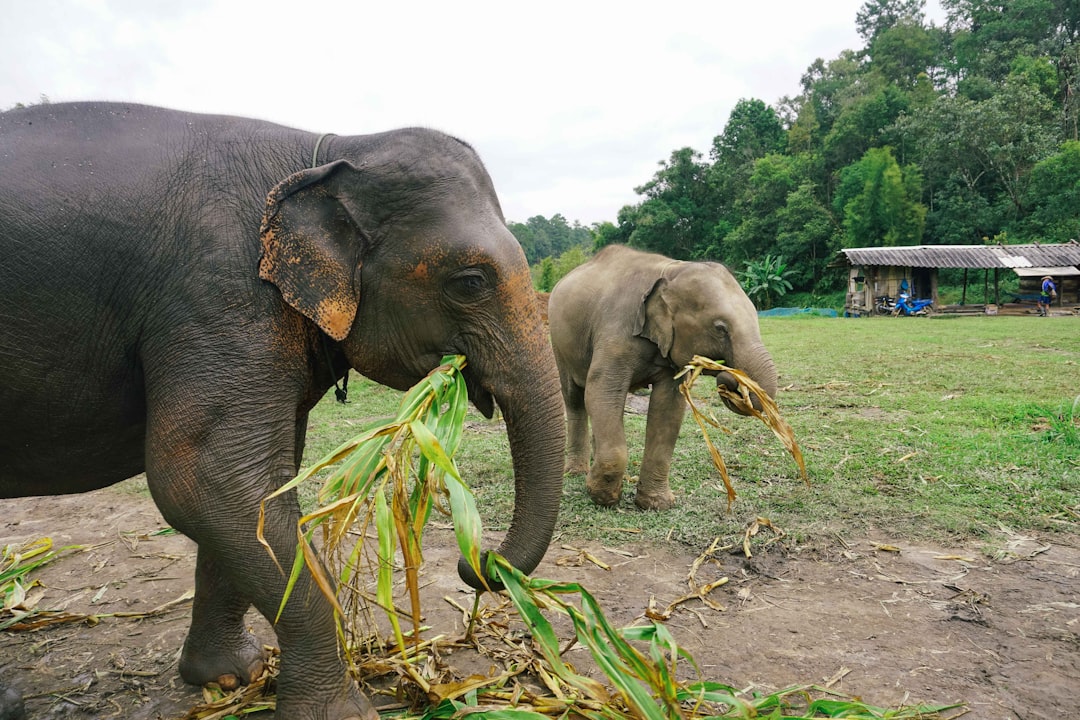 Ethical Elephant Sanctuaries in Thailand: What to Know