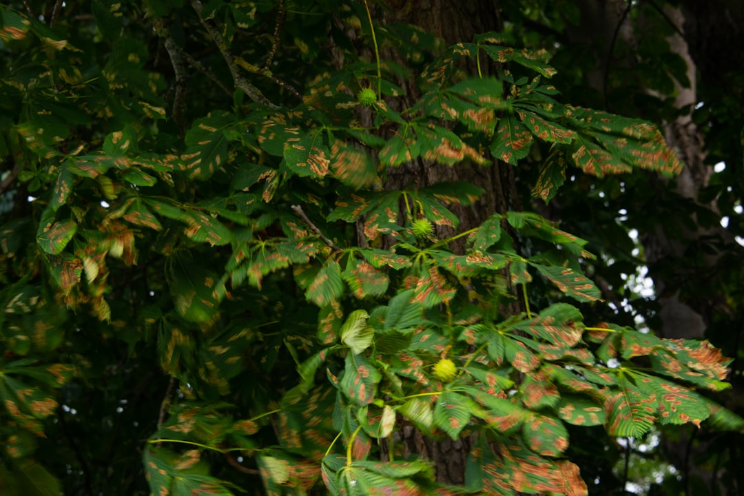 Kiwi Fruit Growing in Thailand