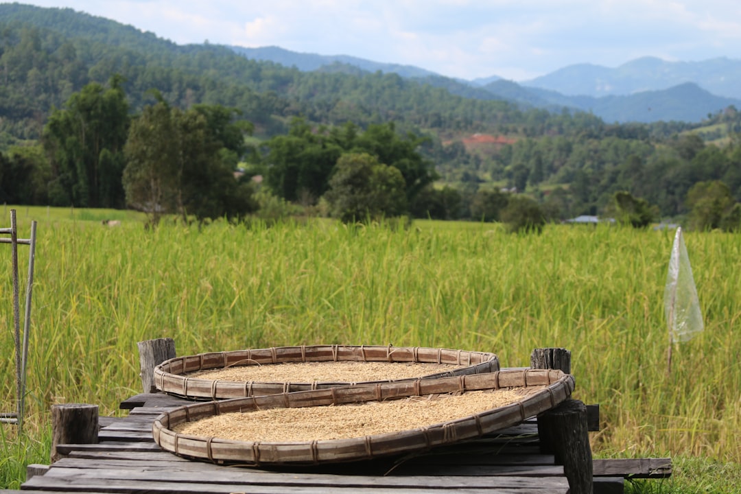 Rice Farming in Thailand: Traditions and Techniques