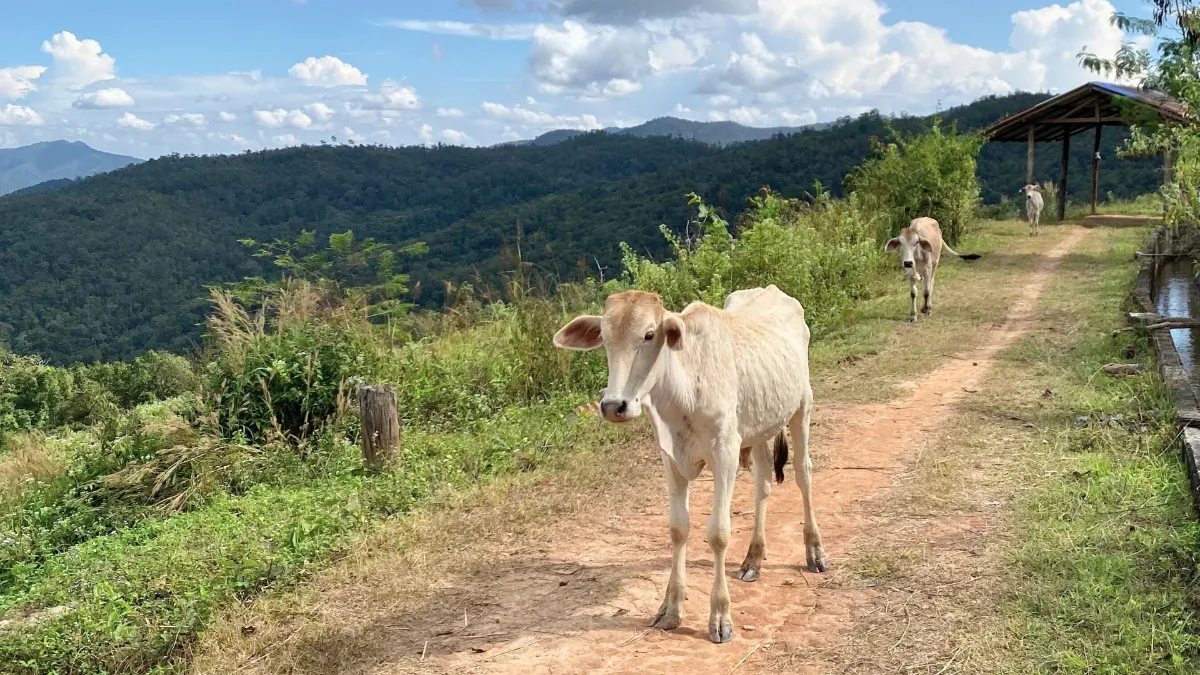 Gallery image for Doi Inthanon, the Roof of Thailand (C-103)