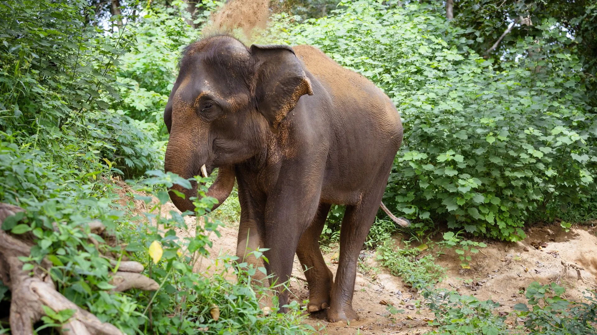 Un éléphant d'Asie au sanctuaire éthique Elephant Haven, situé dans la région sauvage de Sai Yok à Kanchanaburi.