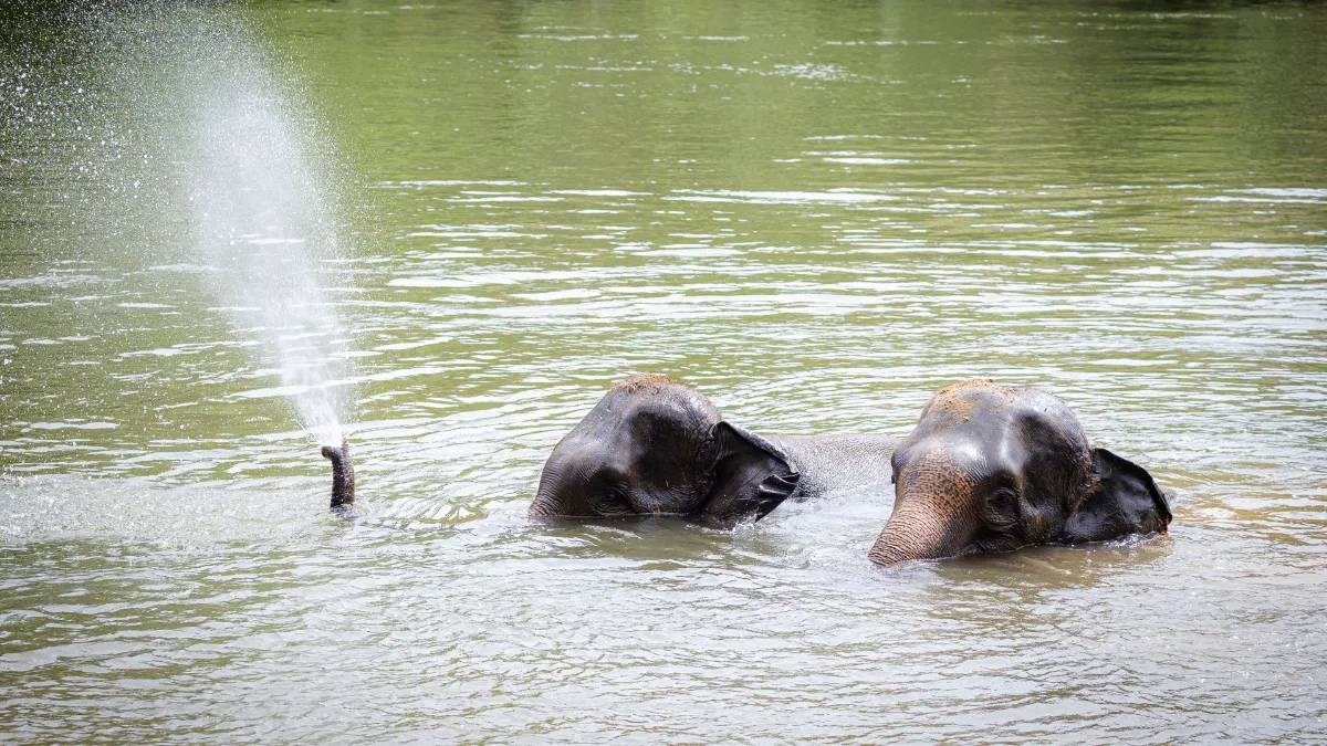 Gallery image for Elephant Haven Adventure (K-501)