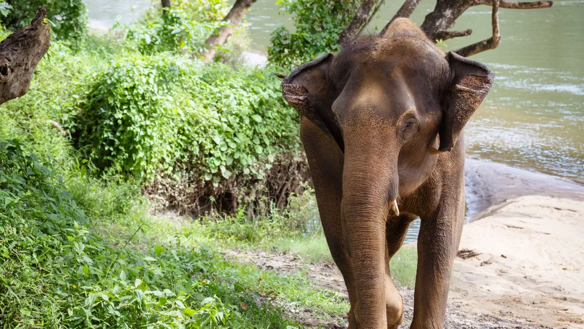 Gallery image for Erawan, Elephants & River Adventure (K-102)