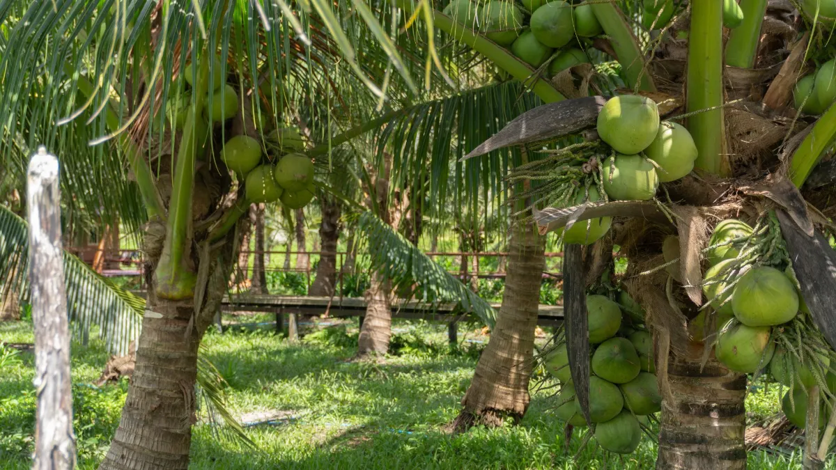Gallery image for Matinée à la Ferme : L'Art du Savon & Saveurs du Jardin (K-SP)
