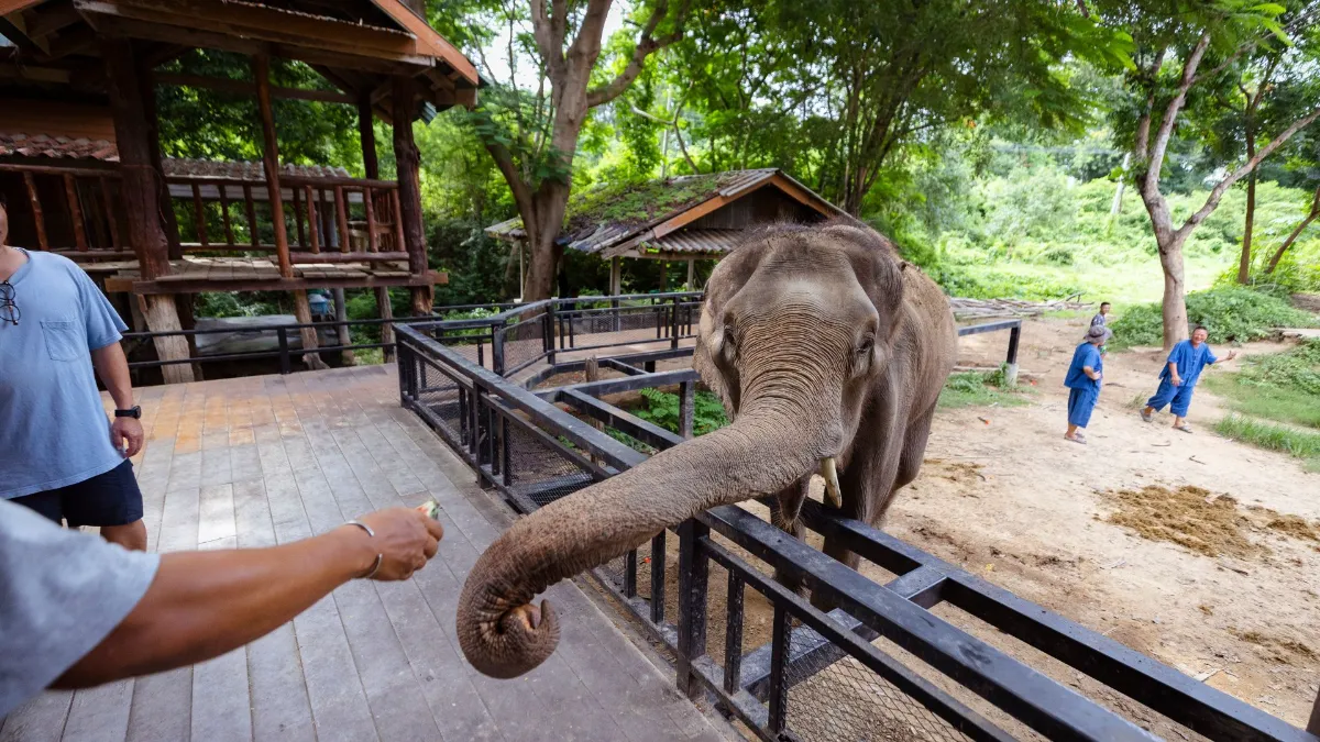 Gallery image for Relaxation & Elephants (K-301)