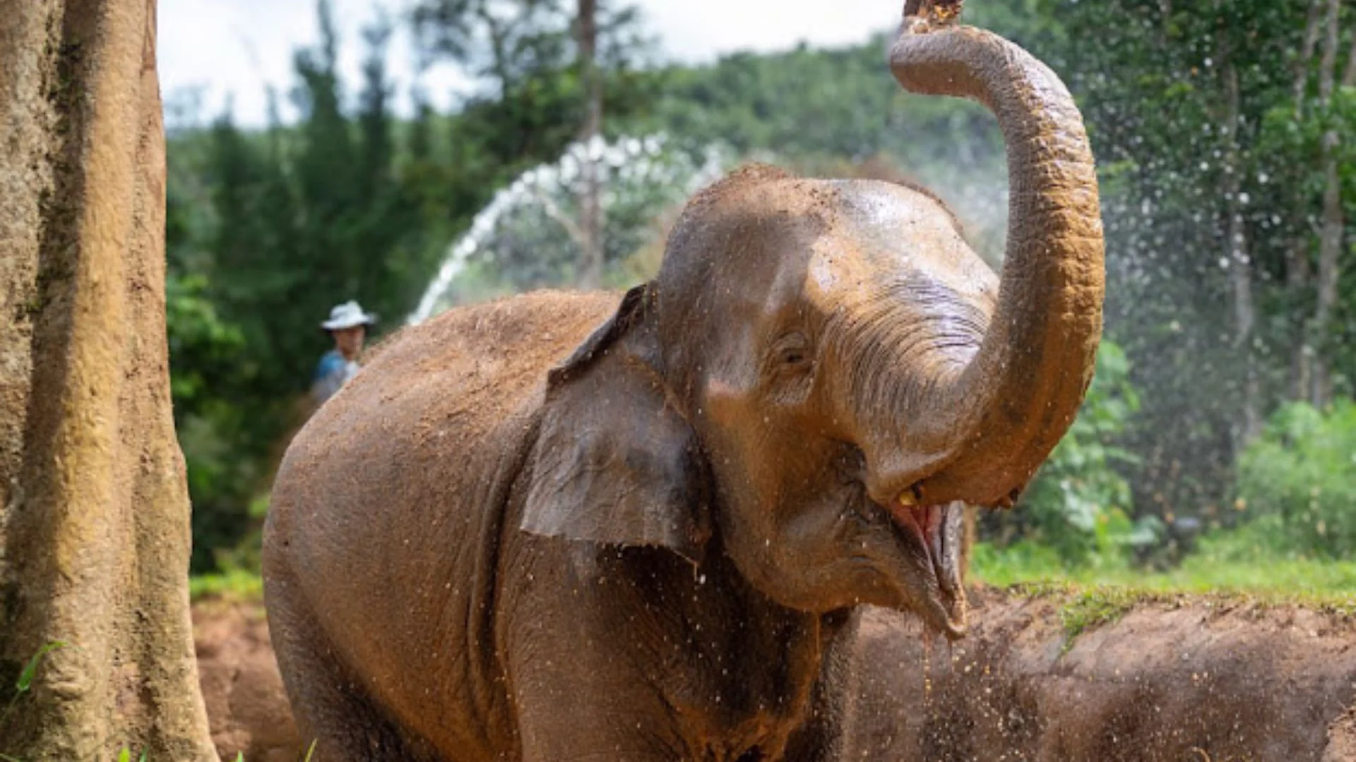 Un éléphant d'Asie au sanctuaire éthique Elephant Haven, situé dans la région sauvage de Sai Yok à Kanchanaburi.